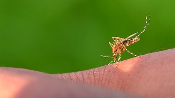 US CDC Issues Level-2 Advisory For This Popular Travel Destination Amid Chikungunya Outbreak