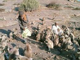 राजस्थान के इस टापू पर फंसे हैं 300 लंगूर, गांव वाले चंदा जमा कर नाव से भेजते हैं 2 लाख की फल-सब्जियां