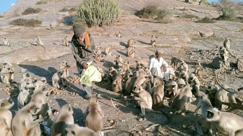 राजस्थान के इस टापू पर फंसे हैं 300 लंगूर, गांव वाले चंदा जमा कर नाव से भेजते हैं 2 लाख की फल-सब्जियां