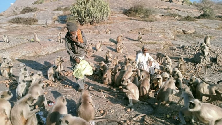 राजस्थान के इस टापू पर फंसे हैं 300 लंगूर, गांव वाले चंदा जमा कर नाव से भेजते हैं 2 लाख की फल-सब्जियां