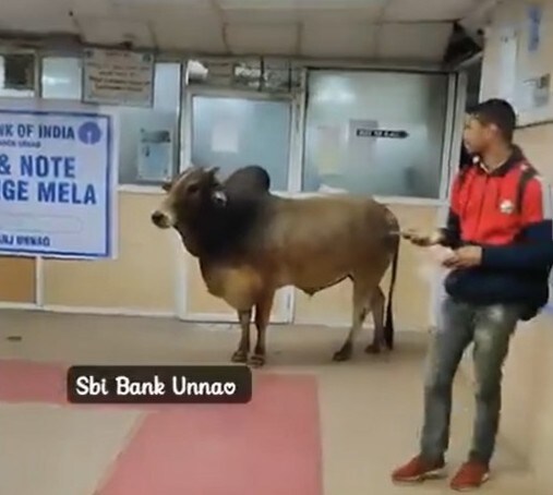 WATCH: Bull Seeks Shelter in UP's SBI Bank Branch, Video Goes Viral 