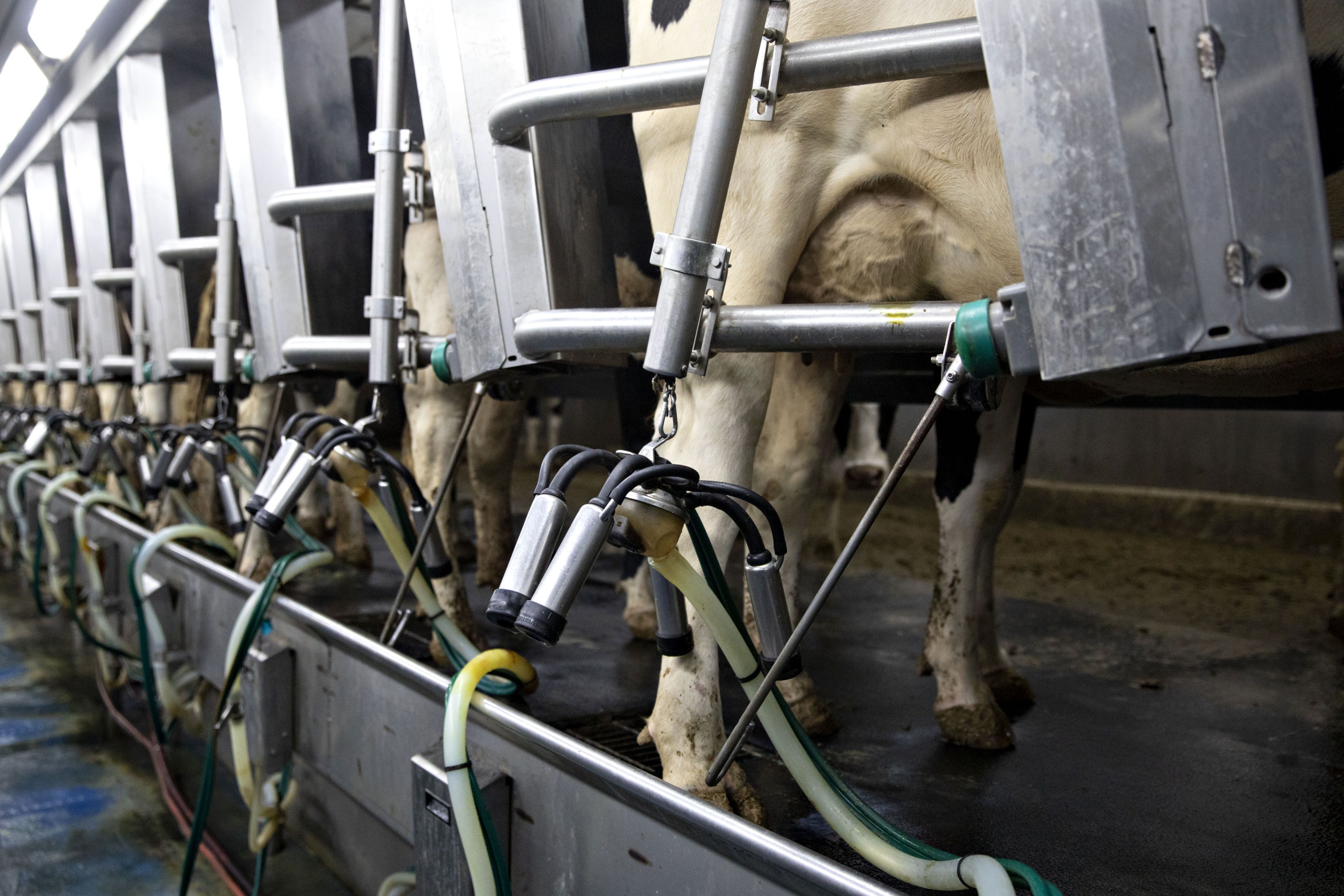 Dairy Sector Check - Milk Prices Likely To Move Upward From Q4: ICICI Securities