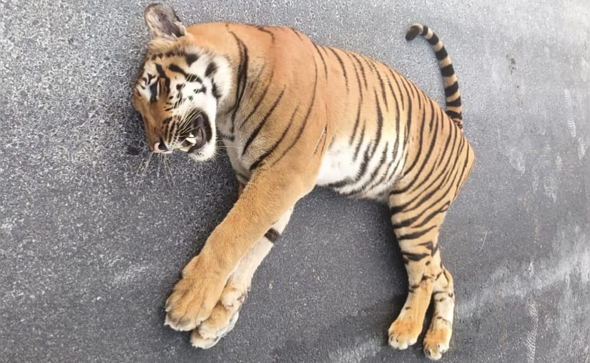 Tiger Dies After Being Hit By Speeding Vehicle On Andhra Highway