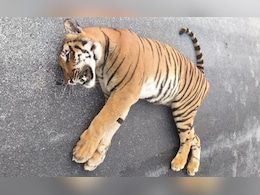 Tiger Dies After Being Hit By Speeding Vehicle On Andhra Highway