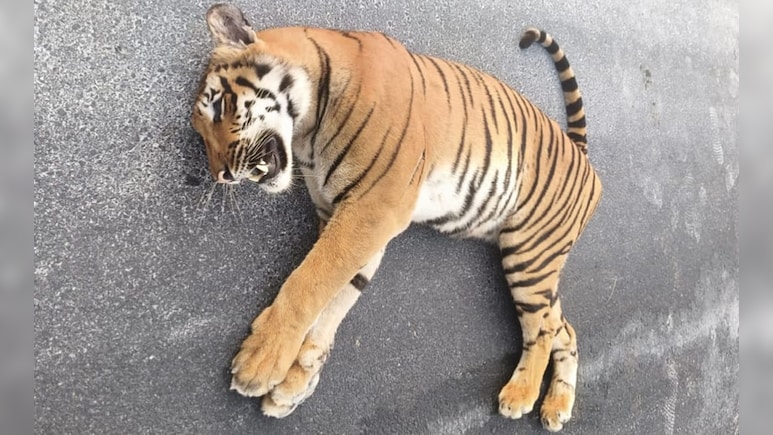 Tiger Dies After Being Hit By Speeding Vehicle On Andhra Highway