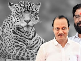 Pune News: बिबट्या उधळतोय प्रचाराच्या सभा! जाहीरनाम्यातही त्याची दहशत, पुण्यात काय घडतंय?