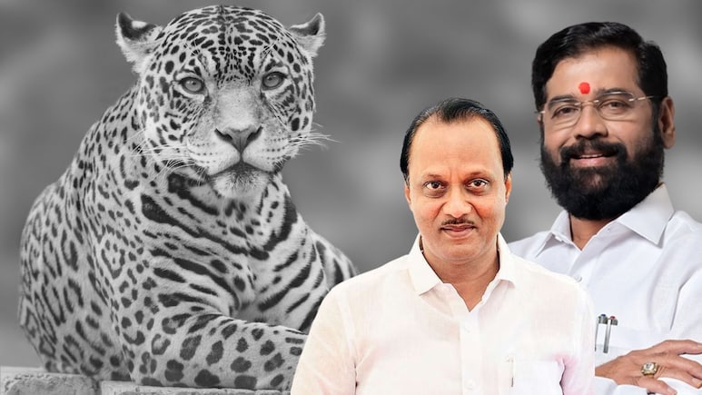 Pune News: बिबट्या उधळतोय प्रचाराच्या सभा! जाहीरनाम्यातही त्याची दहशत, पुण्यात काय घडतंय?