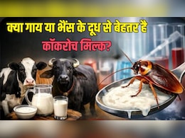 क्या गाय या भैंस के दूध से बेहतर है कॉकरोच मिल्क ? रिसर्च में मिल रहे चौंकाने वाले नतीजे
