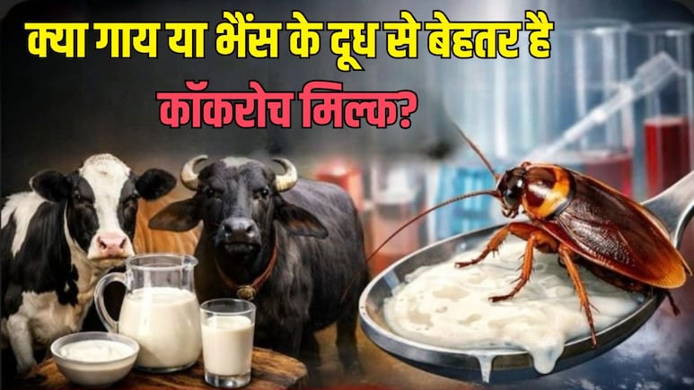 क्या गाय या भैंस के दूध से बेहतर है कॉकरोच मिल्क ? रिसर्च में मिल रहे चौंकाने वाले नतीजे