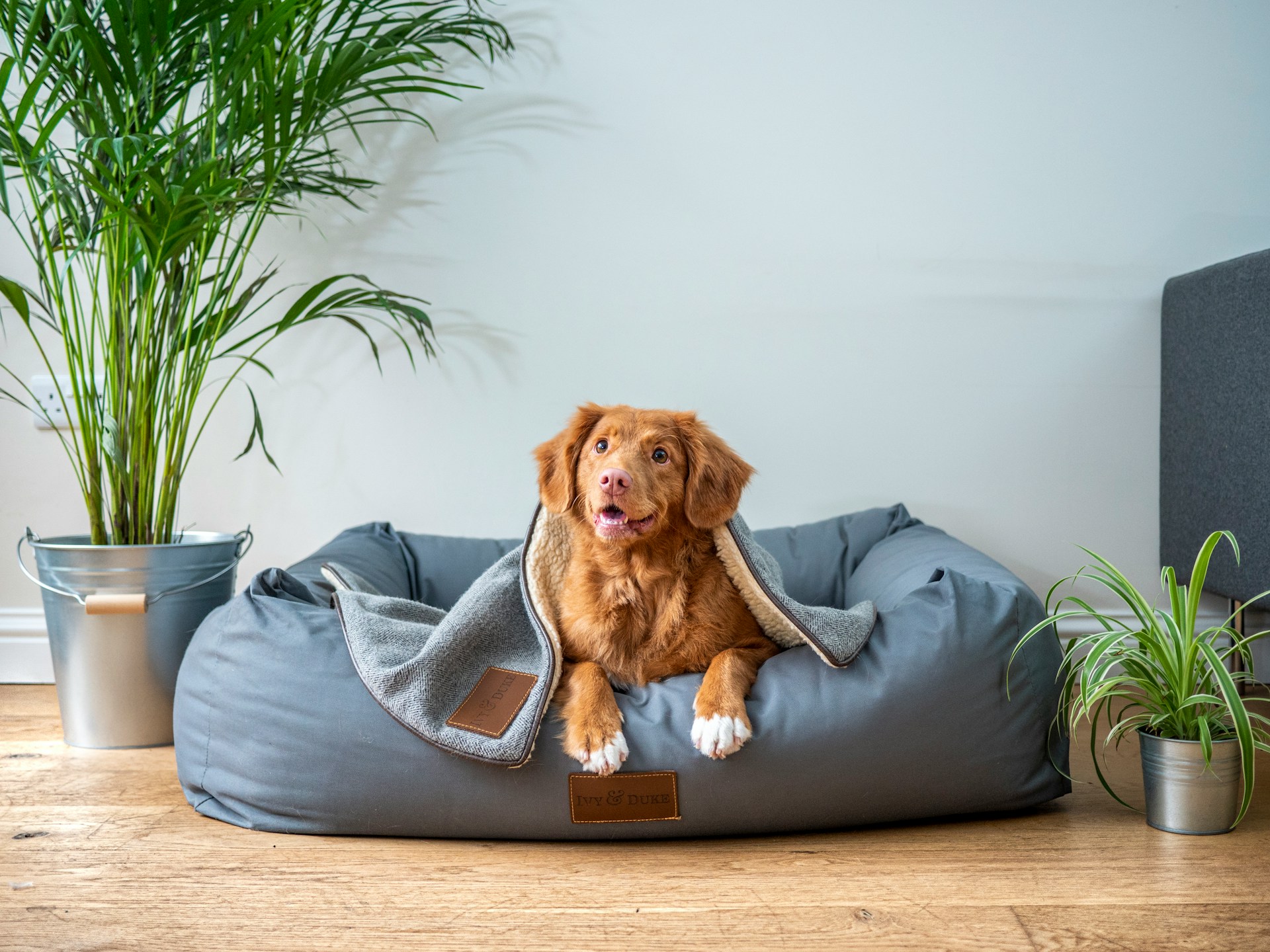 Large Dog Beds For Winter To Keep Pets Warm And Cosy