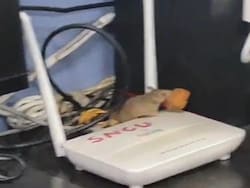 Rats Spotted in Newborn Care Unit of District Hospital In Madhya Pradesh