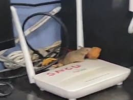 Rats Spotted in Newborn Care Unit of District Hospital In Madhya Pradesh