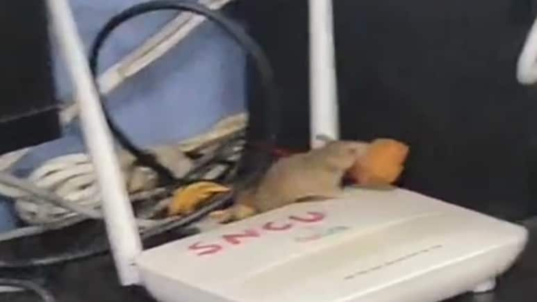 Rats Spotted in Newborn Care Unit of District Hospital In Madhya Pradesh