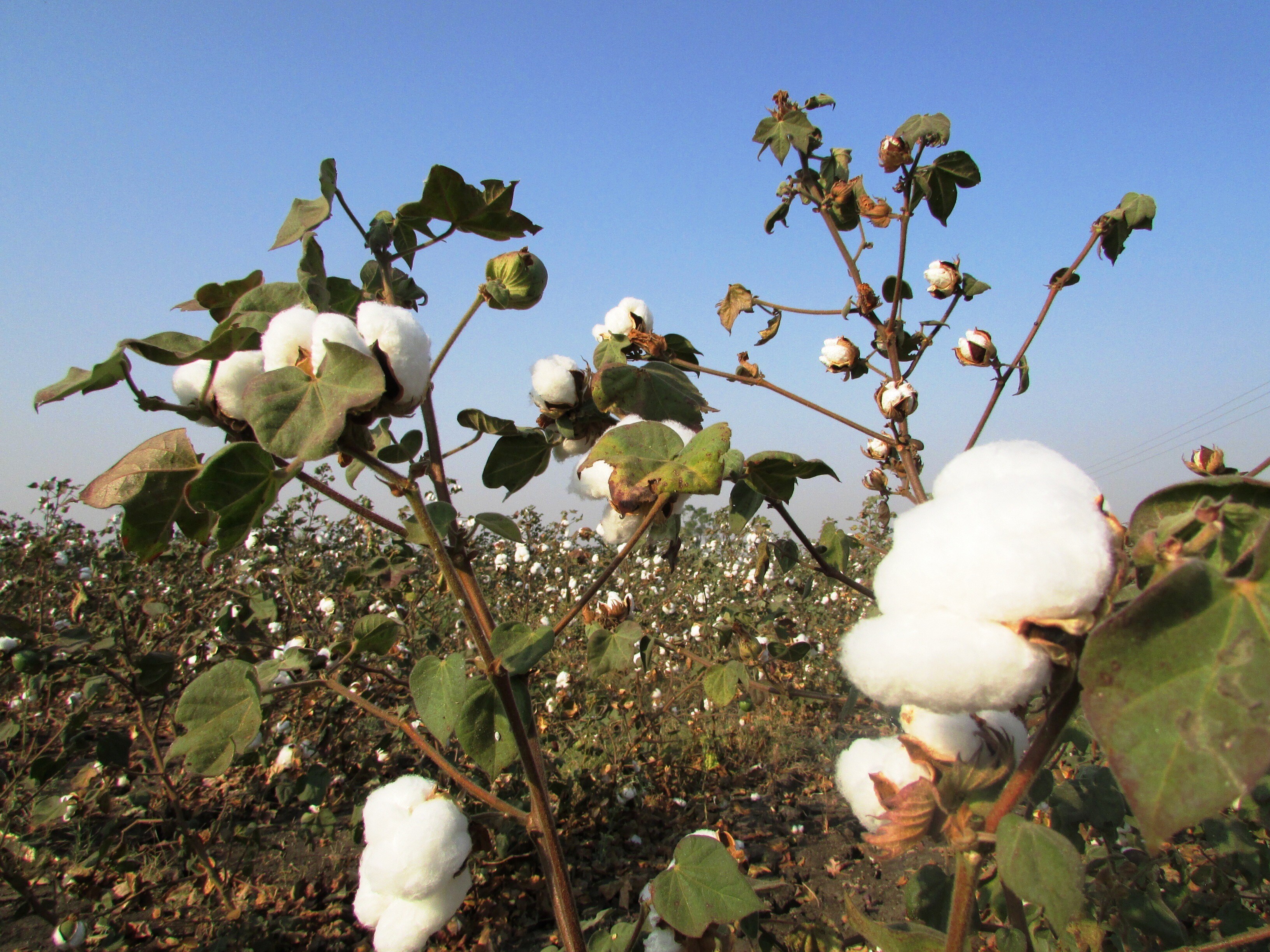 The World&rsquo;s Cotton Supply Keeps Shrinking, Hit by Drought, Heat