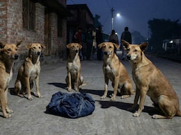Abandoned In Cold, Newborn Finds Unlikely Protectors In Pack Of Stray Dogs