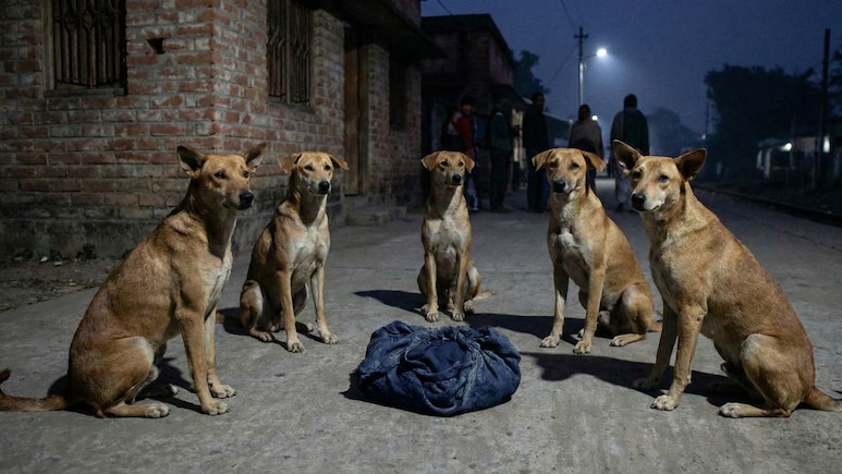 Abandoned In Cold, Newborn Finds Unlikely Protectors In Pack Of Stray Dogs