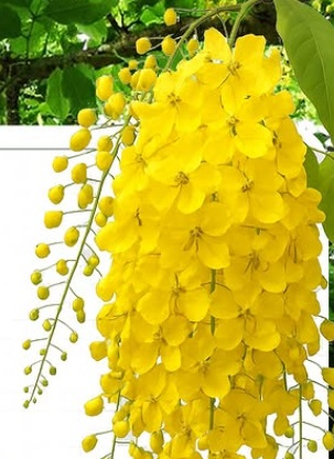 इस पीले फूल और फल का काढ़ा पेट को रखे मजबूत और चेहरे को साफ- चमकदार, Eczima की बीमारी में भी असरदार