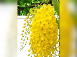 इस पीले फूल और फल का काढ़ा पेट को रखे मजबूत और चेहरे को साफ- चमकदार, Eczima की बीमारी में भी असरदार