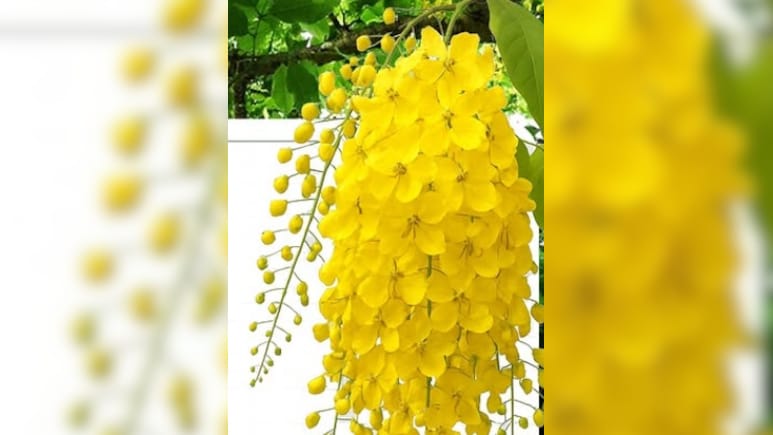 इस पीले फूल और फल का काढ़ा पेट को रखे मजबूत और चेहरे को साफ- चमकदार, Eczima की बीमारी में भी असरदार