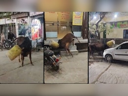 ड्रम में फंसा सांड का मुंह, राहगीरों की कड़ी मशक्कत के बाद बचाई जान, देखें VIDEO