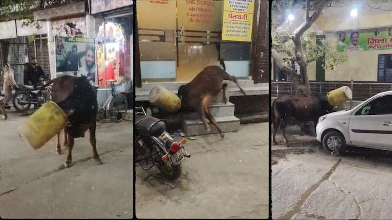 ड्रम में फंसा सांड का मुंह, राहगीरों की कड़ी मशक्कत के बाद बचाई जान, देखें VIDEO