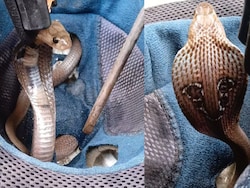 Video: Cobra Tries To Hitch A Ride Inside Helmet In Maharashtra. Rescued