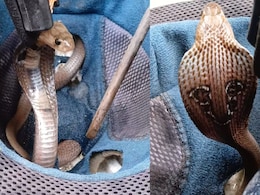 Video: Cobra Tries To Hitch A Ride Inside Helmet In Maharashtra. Rescued
