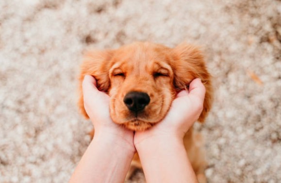 कुत्तों से इतनी मोहब्बत क्यों? वैज्ञानिकों ने खोला राज, सुन खड़े हो जाएंगे कान