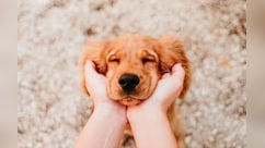 कुत्तों से इतनी मोहब्बत क्यों? वैज्ञानिकों ने खोला राज, सुन खड़े हो जाएंगे कान