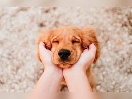 कुत्तों से इतनी मोहब्बत क्यों? वैज्ञानिकों ने खोला राज, सुन खड़े हो जाएंगे कान