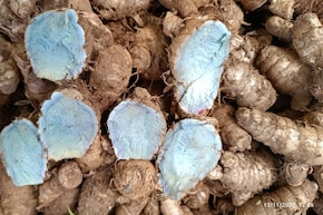 प्रियंका गांधी को क्यों याद आयी वायनाड की खास Blue Turmeric - क्यो हैं ये दुर्लभ हल्दी? जानिए फायदे और नुकसान
