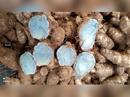 प्रियंका गांधी को क्यों याद आयी वायनाड की खास Blue Turmeric - क्यो हैं ये दुर्लभ हल्दी? जानिए फायदे और नुकसान