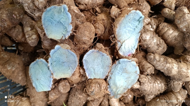 प्रियंका गांधी को क्यों याद आयी वायनाड की खास Blue Turmeric - क्यो हैं ये दुर्लभ हल्दी? जानिए फायदे और नुकसान
