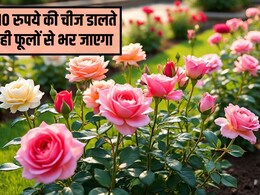 गुलाब के पौधे पर ज्यादा फूल कैसे लाएं? बस डाल दें यह 10 रुपये की सफेद चीज, लद जाएगा फूलों से