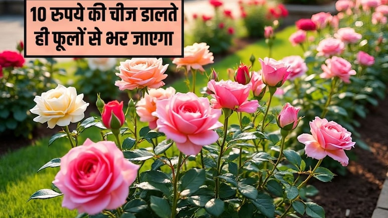 गुलाब के पौधे पर ज्यादा फूल कैसे लाएं? बस डाल दें यह 10 रुपये की सफेद चीज, लद जाएगा फूलों से