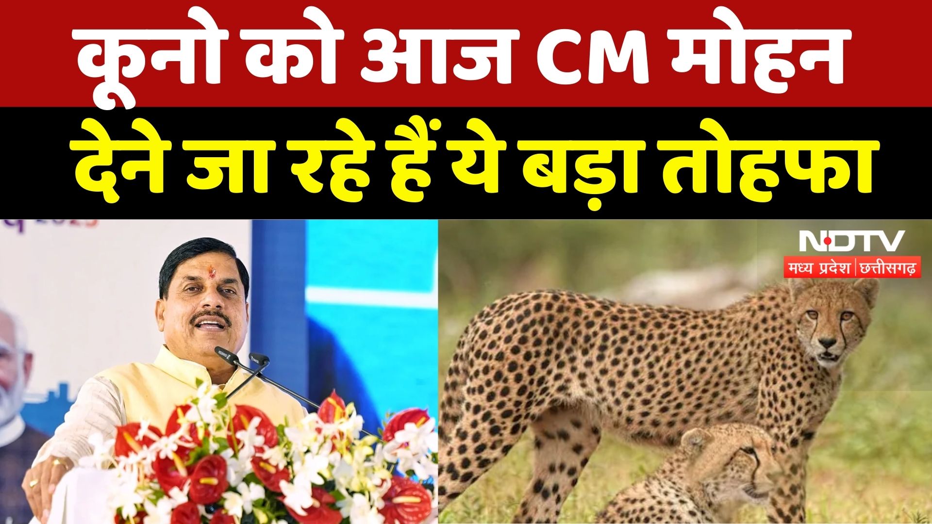 Tiger in Kuno National Park: कूनो को मिलेंगे आज 3 चीते, CM Mohan देंगे सौगात | Madhya Pradesh News