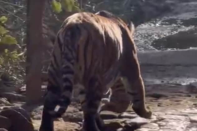 बाघिन सुल्ताना 2 शावकों को मुंह में दबाकर शिफ्ट करती दिखी.