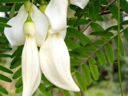 सिरदर्द से लेकर डायबिटीज तक में फायदेमंद है अगस्त्य का पेड़, जानिए इसके औषधीय गुण और इस्तेमाल का सही तरीका