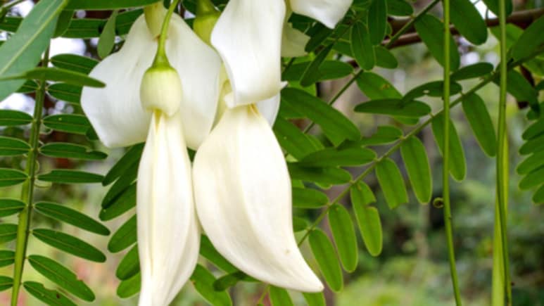 सिरदर्द से लेकर डायबिटीज तक में फायदेमंद है अगस्त्य का पेड़, जानिए इसके औषधीय गुण और इस्तेमाल का सही तरीका