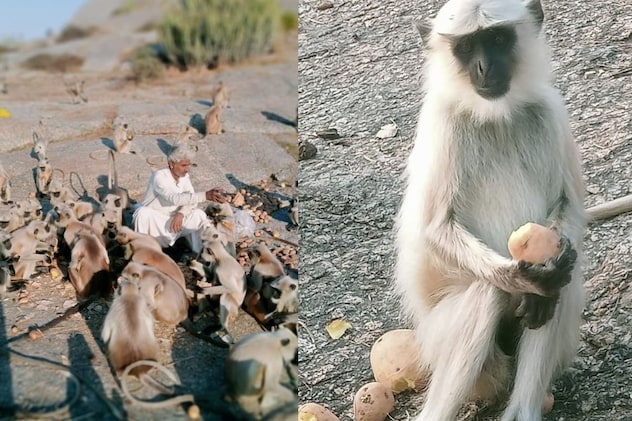 खाना खाते हुए लंगूर खाना खाते हुए लंगूर