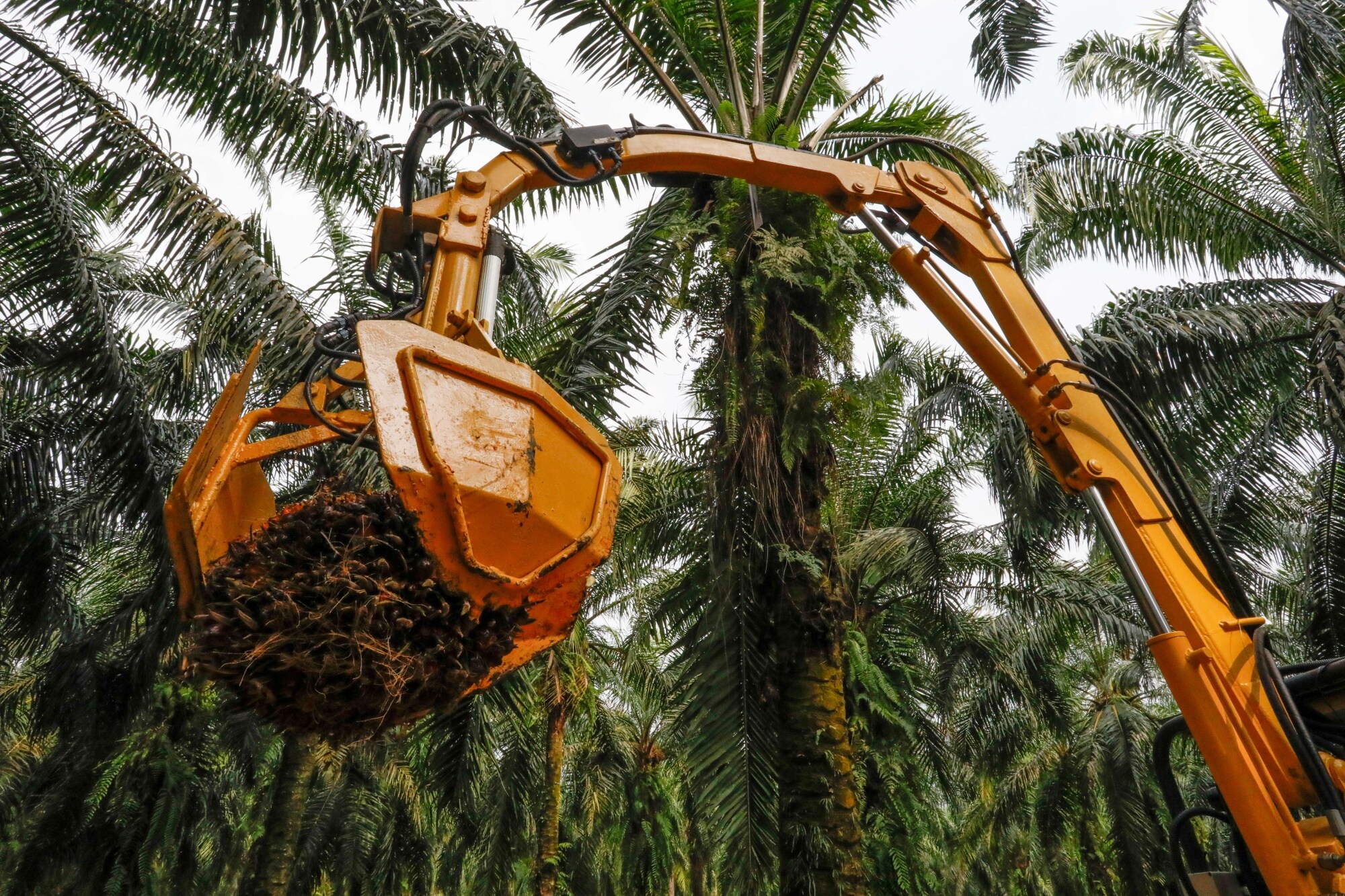 Robots Are Stepping Into One Of Asia&rsquo;s Dirtiest Farm Jobs