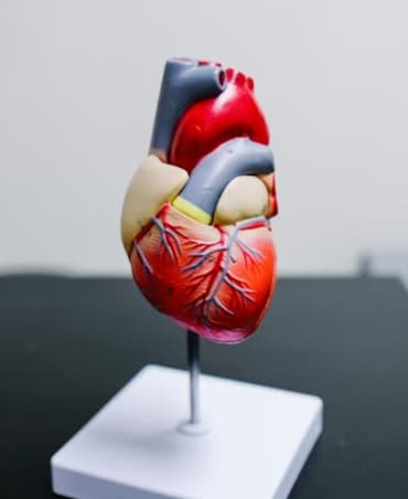 Best Sources Of Heart-Healthy Fats