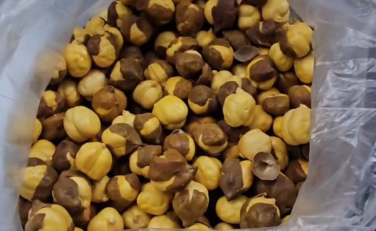 गोरखपुर में खतरनाक रसायन से रंगा गया 300 क्विंटल चना बरामद, खाने पर कैंसर के अलावा हो सकती है ये बीमारियां