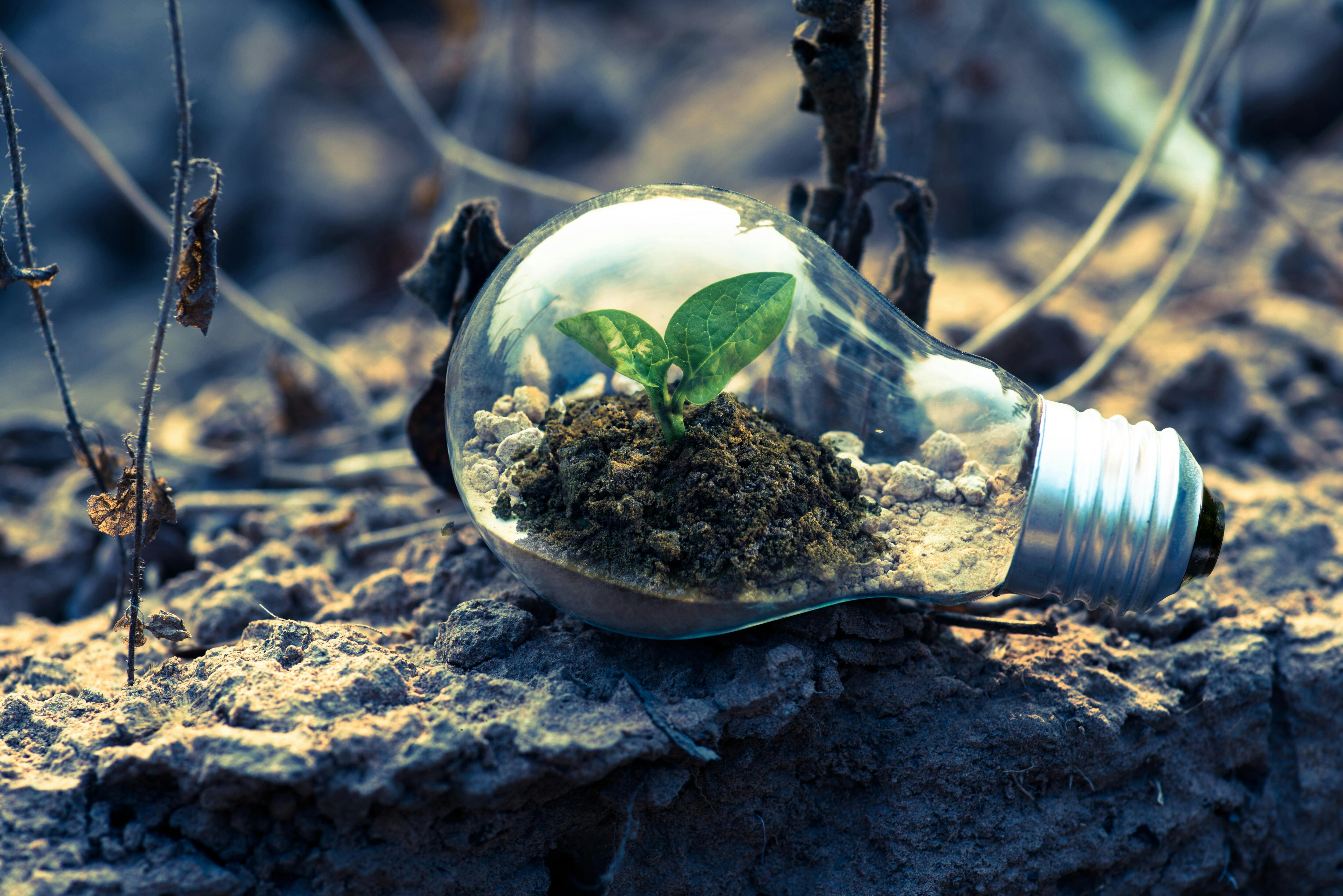 Budget 2025 Expectations: Automakers Demand Support For Green Technology, EV Ecosystem