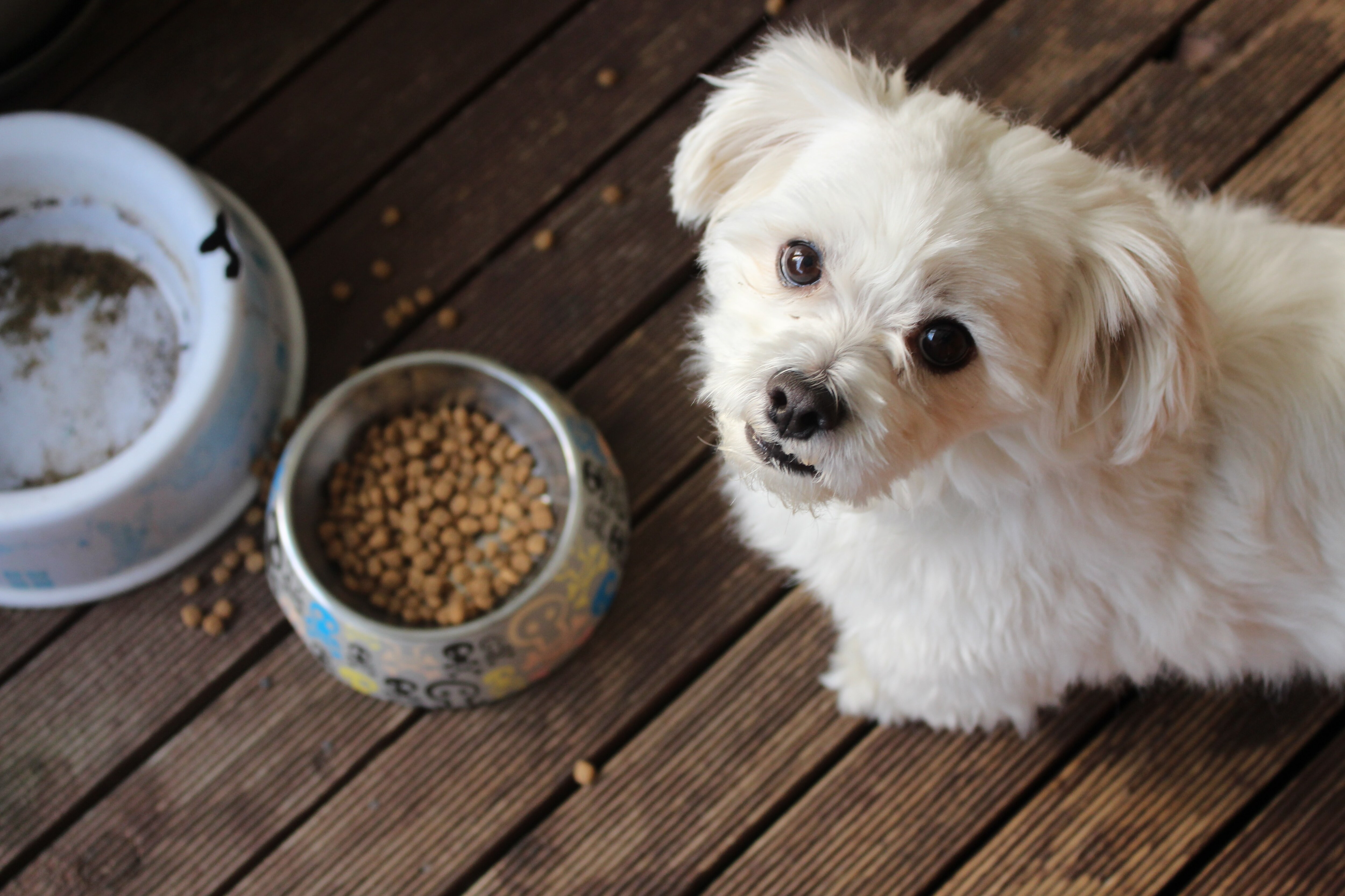 Nestle India Buys Pet Food Business Of Purina For Rs 123.5 Crore