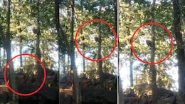 Leopard Viral Video: पेड़ पर लटका तेंदुआ&hellip; नीचे घात लगाए बैठे तीन सियार! पेंच टाइगर रिजर्व का रोमांचक वीडियो वायरल