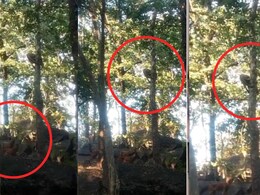 Leopard Viral Video: पेड़ पर लटका तेंदुआ… नीचे घात लगाए बैठे तीन सियार! पेंच टाइगर रिजर्व का रोमांचक वीडियो वायरल