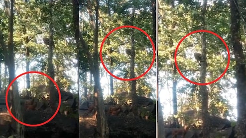 Leopard Viral Video: पेड़ पर लटका तेंदुआ&hellip; नीचे घात लगाए बैठे तीन सियार! पेंच टाइगर रिजर्व का रोमांचक वीडियो वायरल