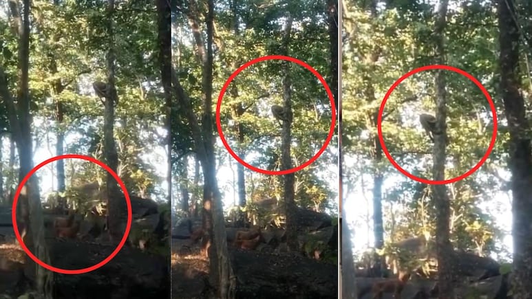 Leopard Viral Video: पेड़ पर लटका तेंदुआ&hellip; नीचे घात लगाए बैठे तीन सियार! पेंच टाइगर रिजर्व का रोमांचक वीडियो वायरल