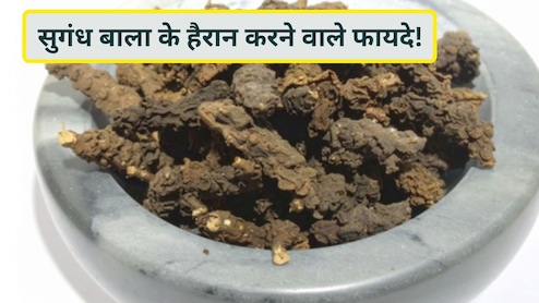 याददाश्त, नींद, तनाव और पाचन सुधारने वाली आयुर्वेदिक जड़ी-बूटी, सुगंध बाला के अनेक फायदे और सेवन का सही तरीका